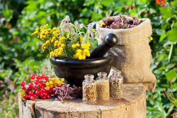شناسایی۵۵۰ گونه گیاه دارویی در آذربایجان‌شرقی